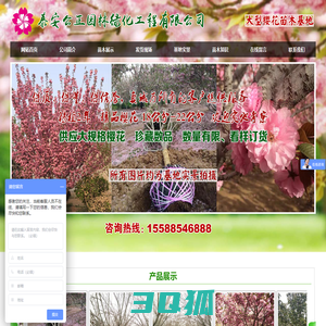 泰安公正园林绿化工程有限公司|樱花|樱花树|樱花苗|樱花苗木|绿化苗|电话:15588546888|网站首页