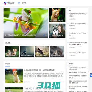 狗粮知识网-狗粮知识大全：了解你的宠物需要什么！_狗粮知识网