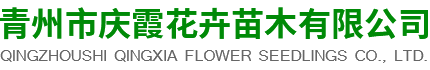 青州市庆霞花卉苗木有限公司-花海景观和时令草花及宿根花卉企业