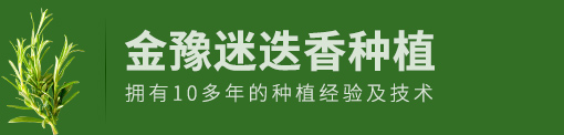 迷迭香-迷迭香苗木-特级迷迭香-禹州市金豫迷迭香种植有限公司